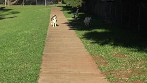 Checking out an off leash fenced dog park, northside of t...