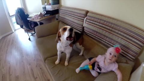 Why Beagle Dogs are So Funny