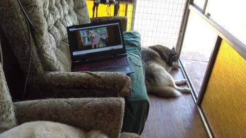 Wolf & Tikaani talk to Tonka & Monroe and visitor had a s...