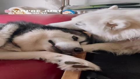 Too Good To Be True!