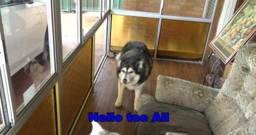 Husky's get Christmas presents from their Auntie Lorna