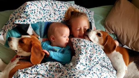 Protective Beagles are Perfect Family Dogs for Our Baby