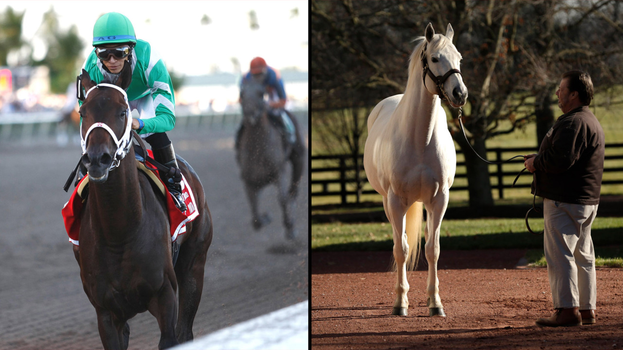 Breeding history of Kentucky Derby greats Lexington Herald Leader