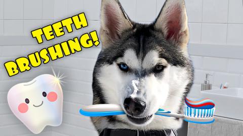 Brushing My Husky Puppy’s Teeth For The First Time! | F...