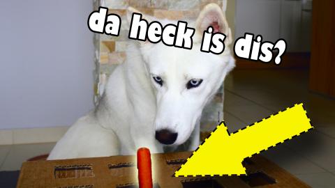 Husky tries the Wiener Challenge! - Hot Dog Challenge!