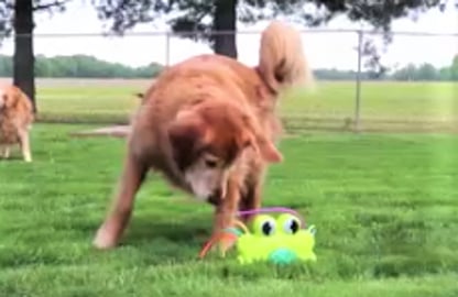 Funny Golden Retriever Dog Plays With Wacky Frog Sprinkle...