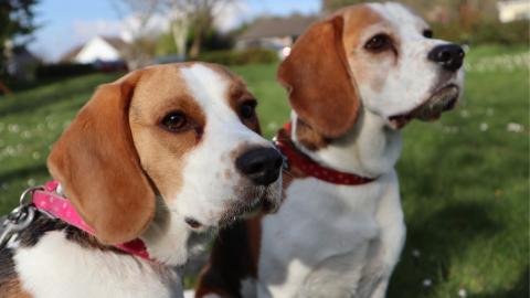 The Hilarious Reality of Beagle Ownership (Funny Facts!)