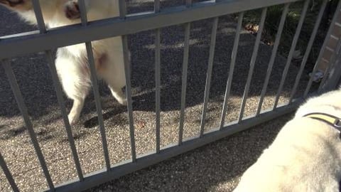 Introducing Tobby a very young Samoyed all grown up