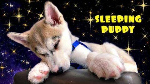 Sleepy Puppy: Cutest Husky Puppy Moments| Funny Puppy Vid...
