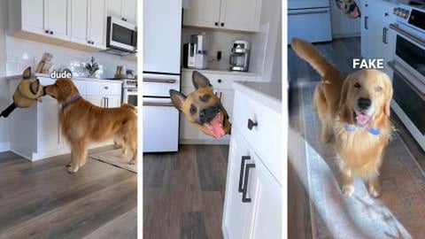 My Dogs React to a Fake Dog Head