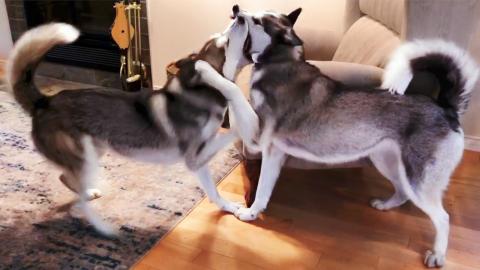 Husky Midnight Madness (Zoomies) | Funny Dogs Video 