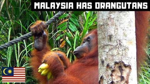 MALAYSIA HAS ORANGUTANS!