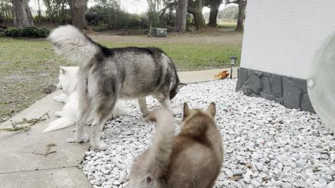 Puppy Boss Rewriting The Rules.......lol