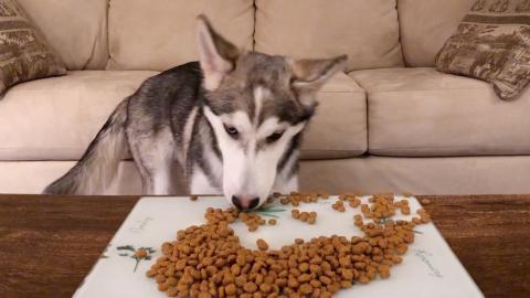 Fast Eating Husky Puppy – Attempted ASMR | Funny Dogs V...