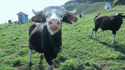 Up Close and Personal with a Mithu (cow) with a White Hea...