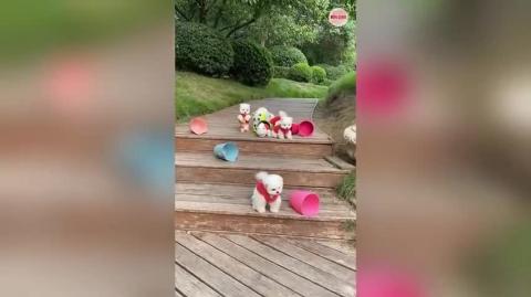 Very cute and cuddly puppy_4