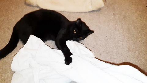 Second half of messing with kitten Luna