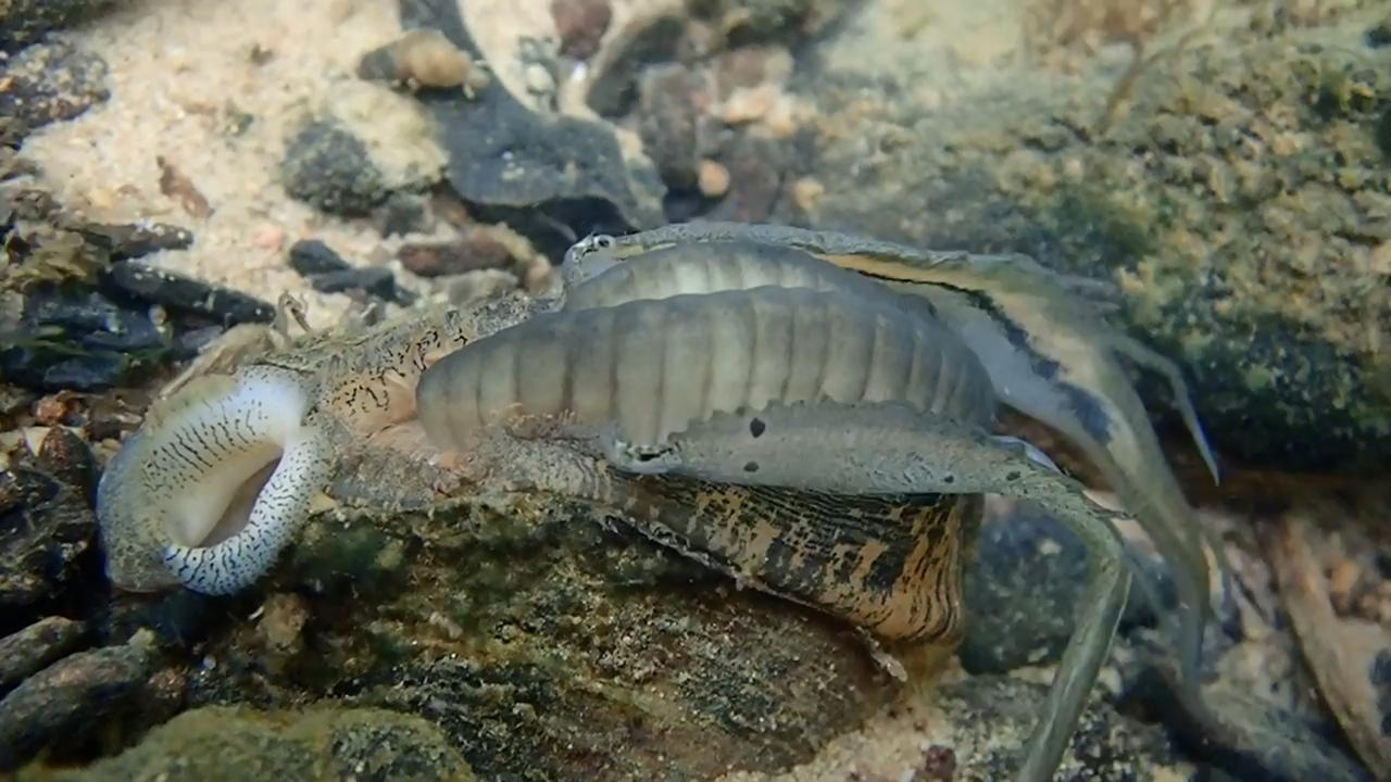 Video shows mussel's odd tactic for spraying larvae on fish