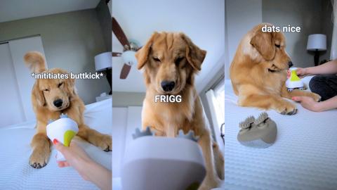 My Dog Reacts to Head Massager