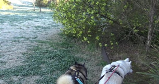 Frosty morning, got to see the new husky girl and of caus...