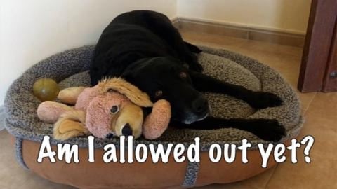 Sand Storm in Montefrio and Percy the Labrador has to sta...