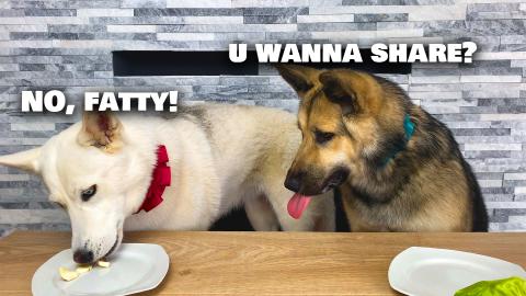 My Dog Has a Dinner Date!