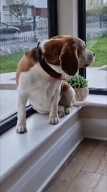 The Greatest Fear Dogs Know Is......