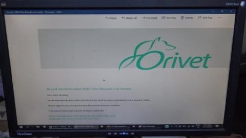 DNA results on Malamute