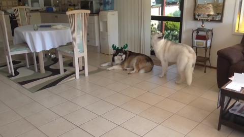 Merry Christmas from the wolves and Xmas unboxing