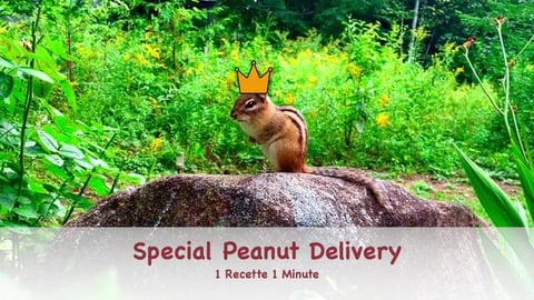 Special Peanut Delivery to his Majesty Steve the Chipmunk...