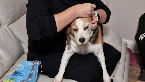 The beagle's drama when he realizes his ears are next on ...