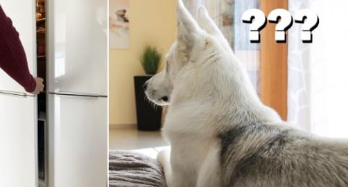 How my Dog reacts when i open the Fridge!
