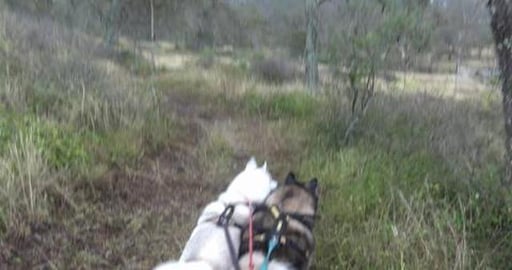 So many kangaroos to chase