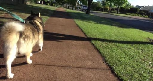 Malamute walk cut short when we lost the water bowl