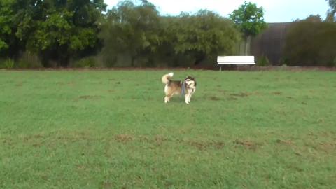 Husky & Malamute have fun at the dog park