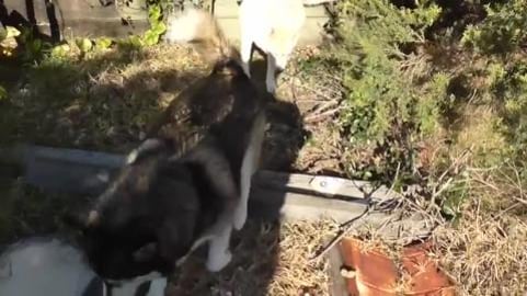 Husky & Malamute do yard inspection when dad gets home