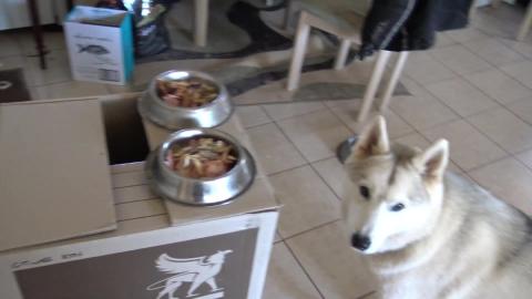 Husky & Malamute race to the finish