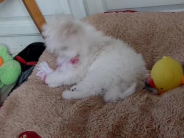 maltese chewing her rope toy