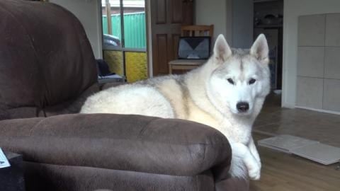 Wet Husky girl wants snuggles after her bath