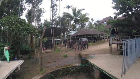 Elephant Drinking Water From Water Hose | Thekkady | Kera...