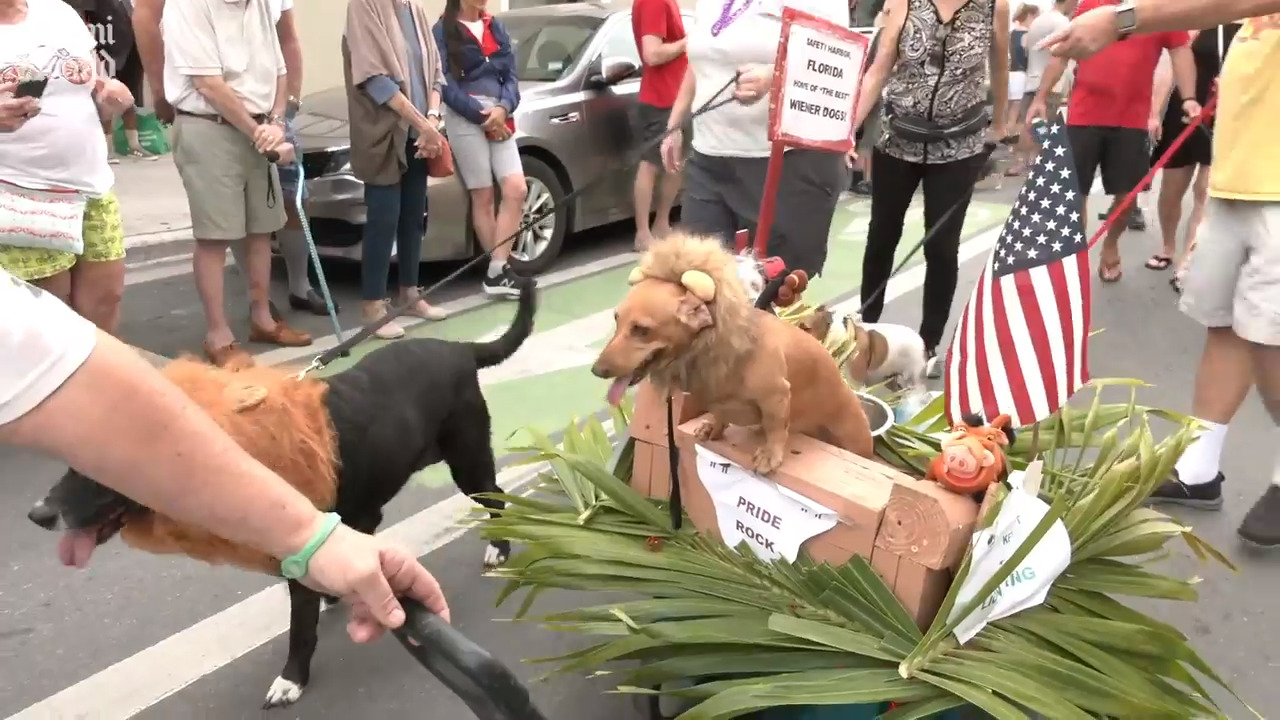 Dachshunds rule this Key West parade Miami Herald