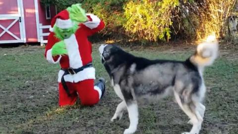 The Grinch Meets His Match When Giant Dog Growls In His F...