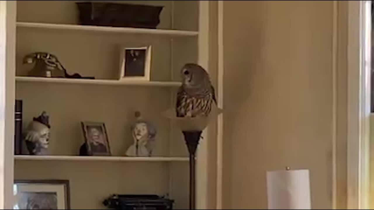 Owl finds its way into Missouri family’s home, video shows Kansas