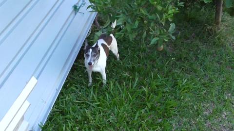 Young husky still has exploring to do