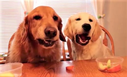 ASMR FUNNY DOG & PUPPY EATING APPLES