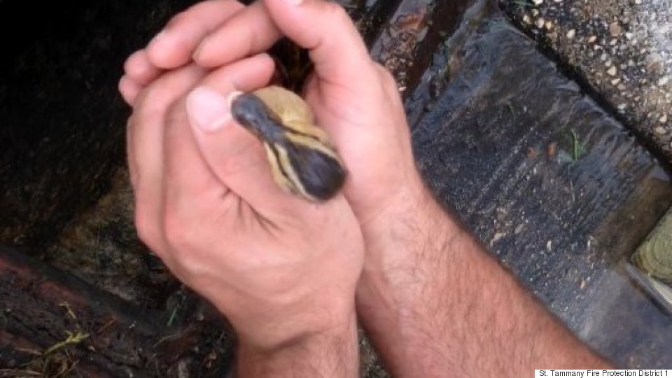 See The Moment Man Is Rescued From Underground Storm Pipe After 2 Days ...