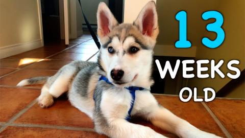 13 Weeks Old Siberian Husky Puppy: Day by Day | Funny Pup...