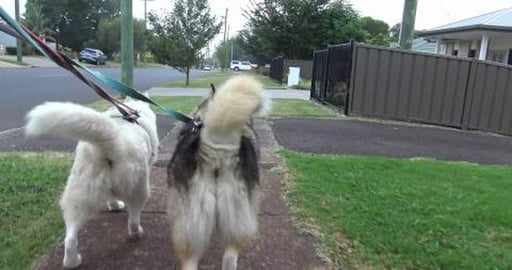 New neighbours, lonly Husky update & a roll