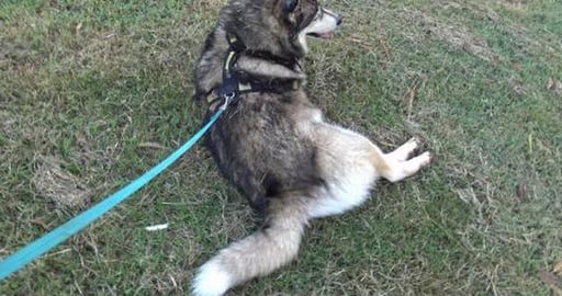 Husky boy showing off too girlfriend by doing zoomies