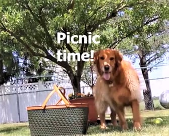 Funny Dogs Love To Go On A Picnic!